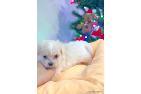 成約済の福岡県のミックス犬-278520の6枚目