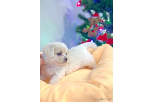 成約済の福岡県のミックス犬-278520の7枚目