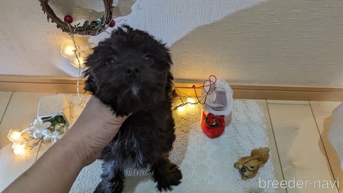 成約済の広島県のチワプー:チワワ×トイプードル-271215の126枚目