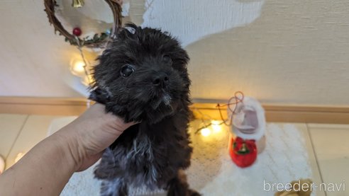 成約済の広島県のチワプー:チワワ×トイプードル-271215の123枚目