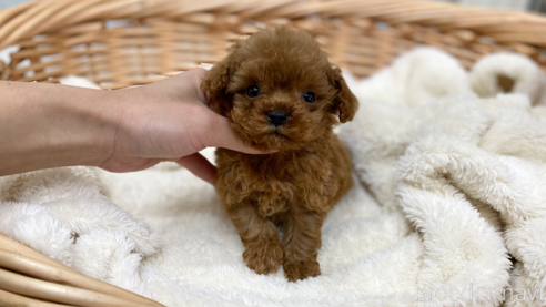 成約済の愛知県のトイプードル-277870の1枚目