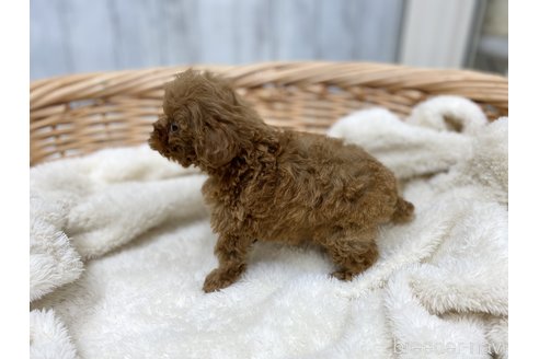 成約済の愛知県のトイプードル-277870の2枚目