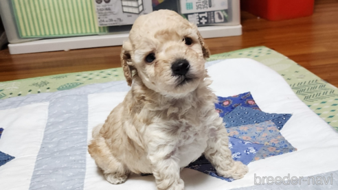 成約済の岡山県のトイプードル-280029の6枚目