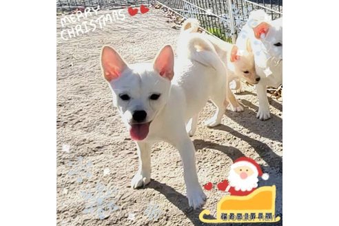 成約済の茨城県のミックス犬-265217の30枚目