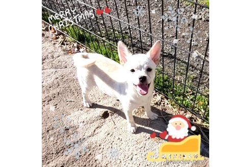 成約済の茨城県のミックス犬-265217の29枚目