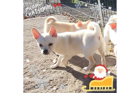 成約済の茨城県のミックス犬-265217の27枚目