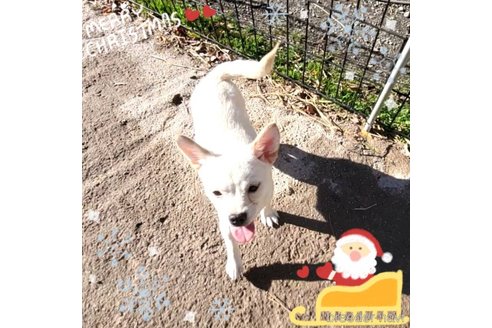 成約済の茨城県のミックス犬-265217の26枚目