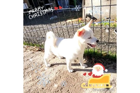 成約済の茨城県のミックス犬-265218の5枚目