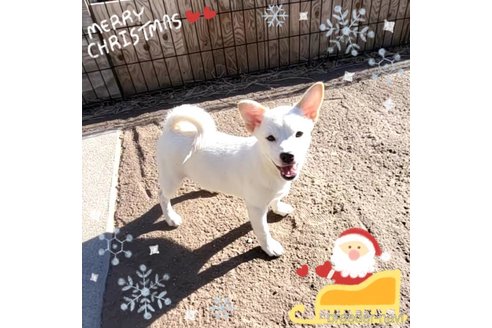 成約済の茨城県のミックス犬-265218の4枚目