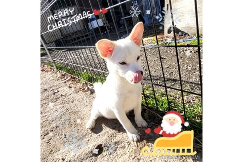 成約済の茨城県のミックス犬-265218の3枚目