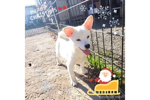 成約済の茨城県のミックス犬-265218の2枚目