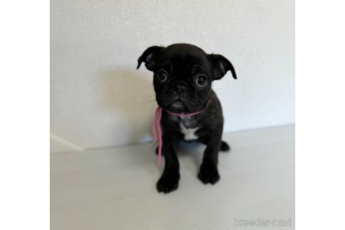 成約済の山梨県のミックス犬-271636の9枚目