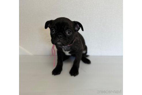 成約済の山梨県のミックス犬-271636の5枚目