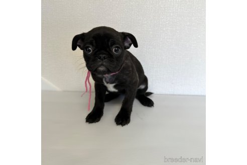 成約済の山梨県のミックス犬-271636の7枚目