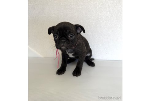 成約済の山梨県のミックス犬-271636の8枚目