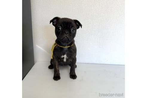 成約済の山梨県のミックス犬-271634の12枚目