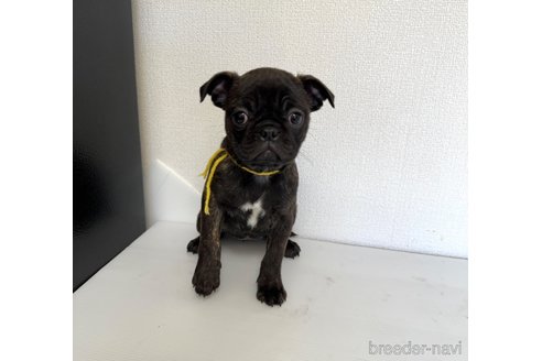 成約済の山梨県のミックス犬-271634の11枚目