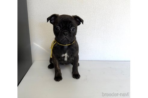 成約済の山梨県のミックス犬-271634の10枚目