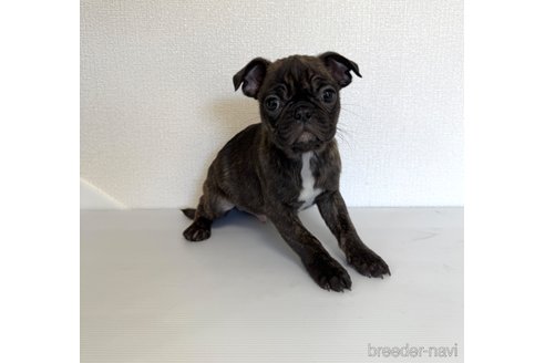 成約済の山梨県のミックス犬-271633の7枚目