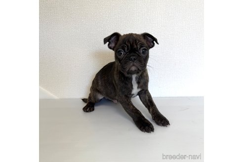 成約済の山梨県のミックス犬-271633の5枚目