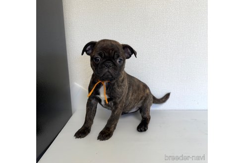 成約済の山梨県のミックス犬-271637の6枚目