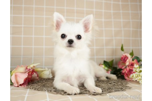 成約済の千葉県のチワワ(ロングコート)-282127の7枚目