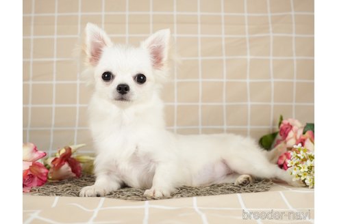 成約済の千葉県のチワワ(ロングコート)-282127の5枚目