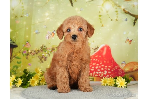 成約済の千葉県のタイニープードル-282131の6枚目