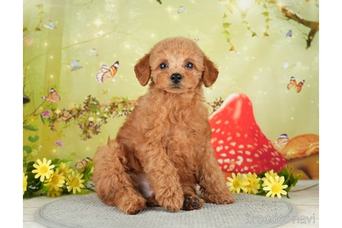 成約済の千葉県のタイニープードル-282131の7枚目