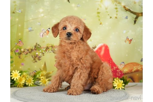 成約済の千葉県のタイニープードル-282131の8枚目