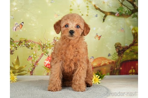 成約済の千葉県のタイニープードル-282131の4枚目