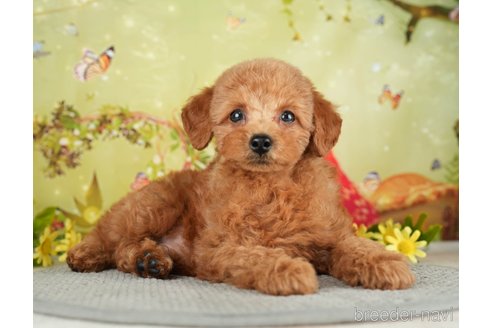 成約済の千葉県のタイニープードル-282131の5枚目