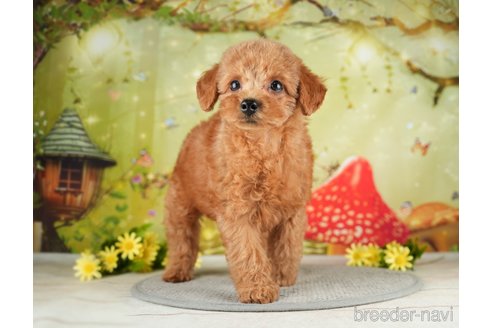 成約済の千葉県のタイニープードル-282131の2枚目