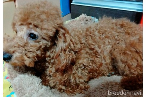 成約済の埼玉県のトイプードル-231716の2枚目