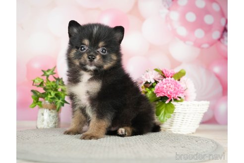 成約済の千葉県のポメラニアン-282142の5枚目