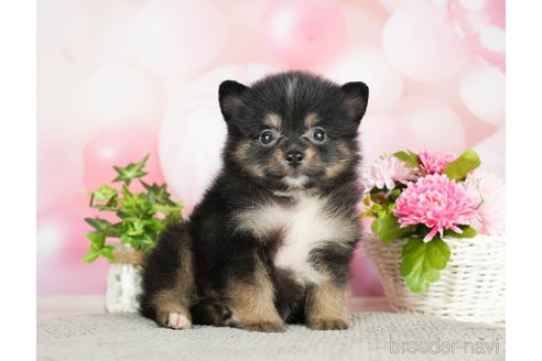 成約済の千葉県のポメラニアン-282142の7枚目