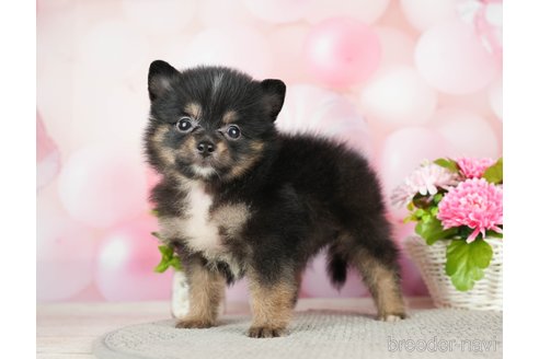 成約済の千葉県のポメラニアン-282142の6枚目