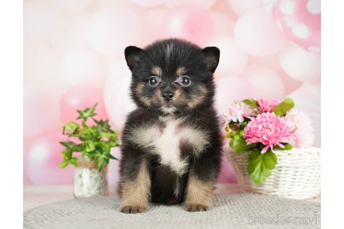 成約済の千葉県のポメラニアン-282142の8枚目