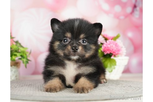 成約済の千葉県のポメラニアン-282142の1枚目