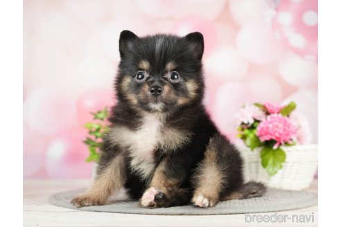 成約済の千葉県のポメラニアン-282142の2枚目