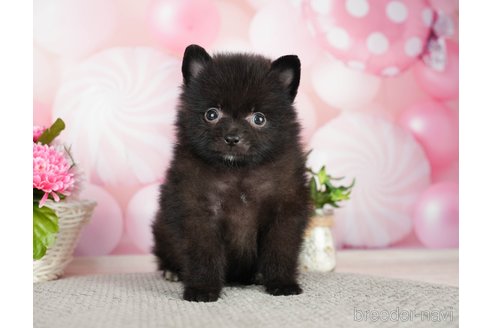 成約済の千葉県のポメラニアン-282144の1枚目