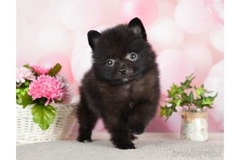 成約済の千葉県のポメラニアン-282144の8枚目