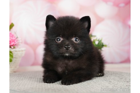 成約済の千葉県のポメラニアン-282144の5枚目