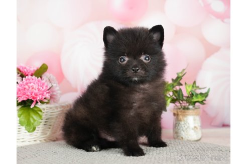 成約済の千葉県のポメラニアン-282144の6枚目