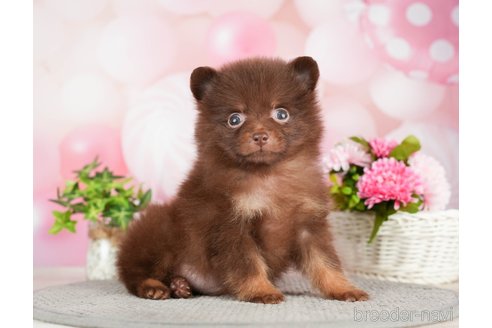 成約済の千葉県のポメラニアン-282145の5枚目