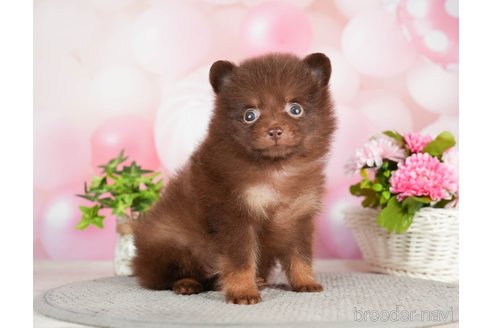 成約済の千葉県のポメラニアン-282145の6枚目