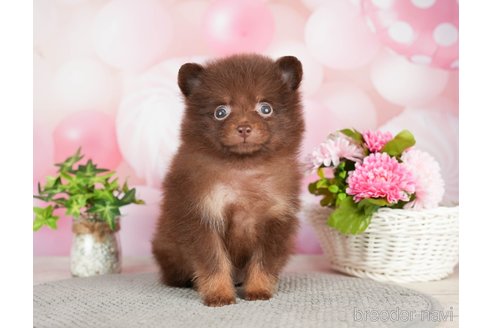 成約済の千葉県のポメラニアン-282145の8枚目