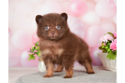 成約済の千葉県のポメラニアン-282145の4枚目