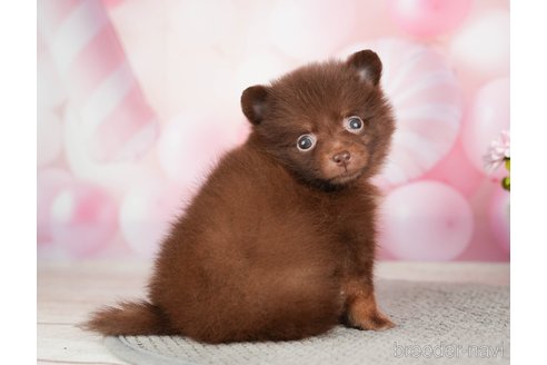 成約済の千葉県のポメラニアン-282145の3枚目