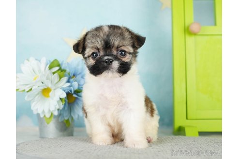 成約済の千葉県のミックス犬-282146の7枚目